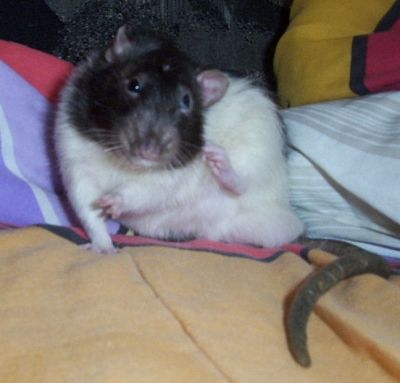 Gugus