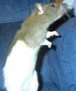 Moumouch
