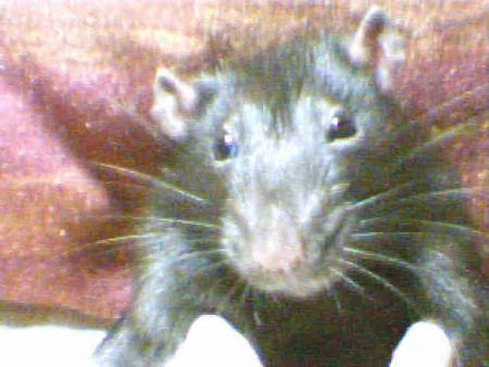 Stuart